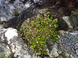 Notogrammitis crassior. Plants with spathulate fronds forming a tight cushion on an alpine rock ledge.
 Image: L.R. Perrie © Leon Perrie CC BY-NC 3.0 NZ